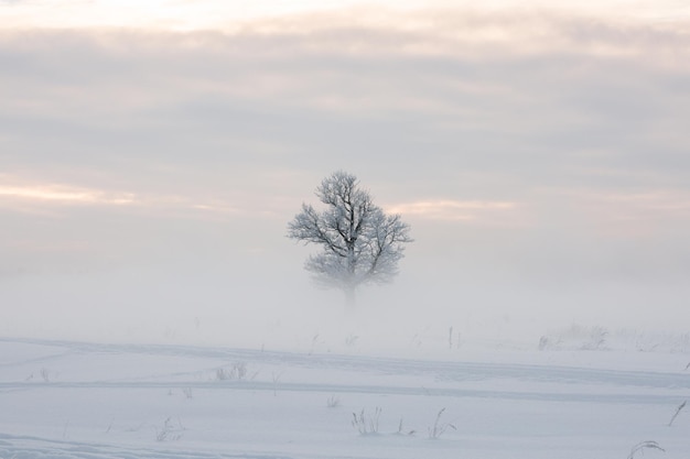 Winterlandschap, bevroren bomen, besneeuwd uitzicht, prachtige winter