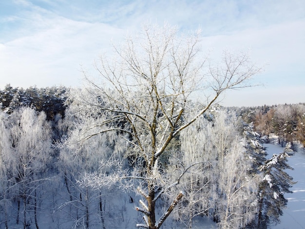 Winterlandschap bevroren rivier en bomen bedekt rijp luchtfoto Winterbos met besneeuwde bomen