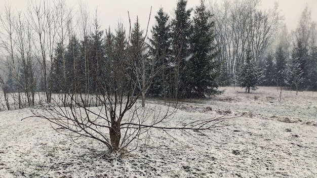 Winterlandschap. Bomen en besneeuwde velden.