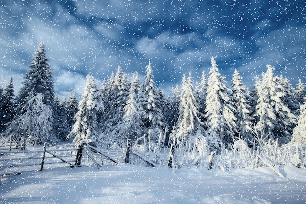 Foto winterlandschap bomen en hek in rijm