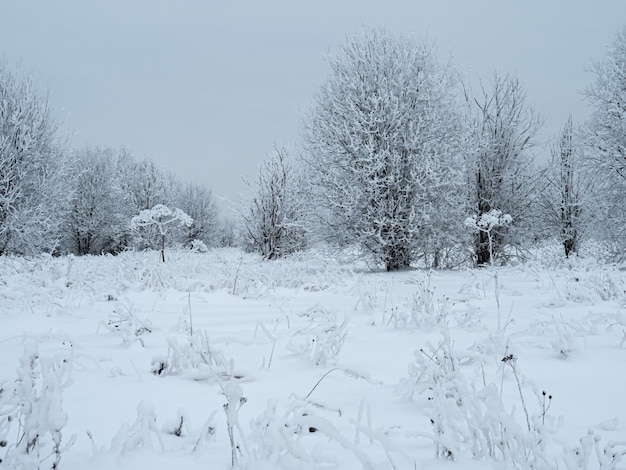 Winterlandschap bomen in de sneeuw