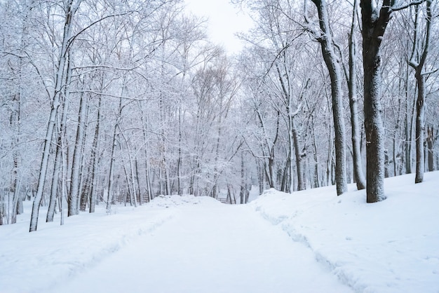 Winterlandschap, bomen in het bos na een zware sneeuwval, weg in het bos