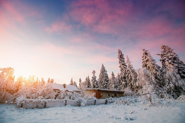 Winterlandschap bomen in vorst