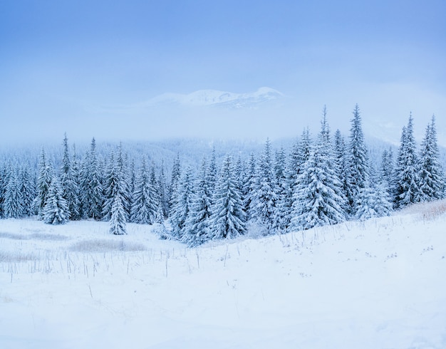 Winterlandschap bomen in vorst