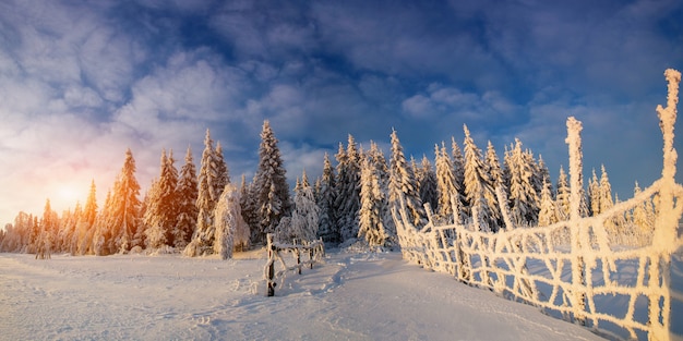 Winterlandschap bomen in vorst