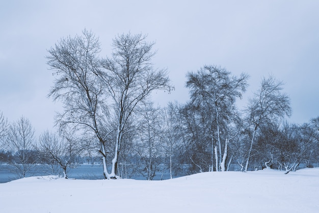 Winterlandschap - bos besneeuwde winter bomen in bewolkt winterweer