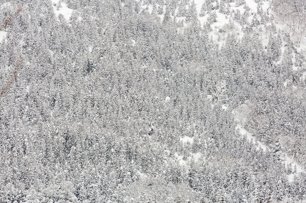 Winterlandschap Bos