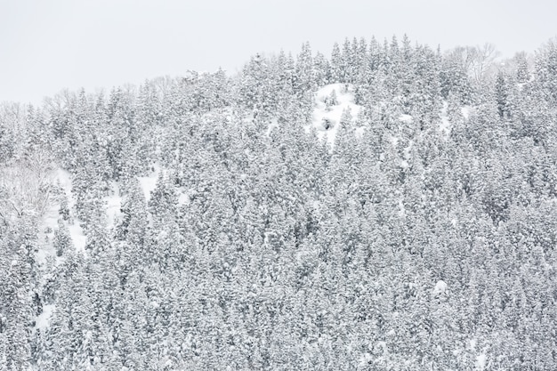 Winterlandschap bos