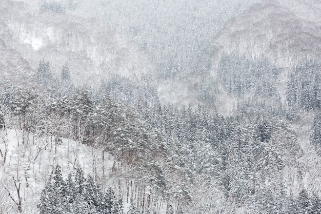 Winterlandschap bos