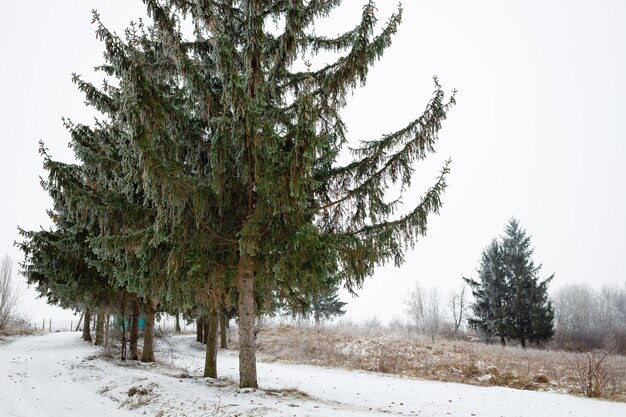Winterlandschap drie hoge kerstbomen op de voorgrond en een besneeuwd bos