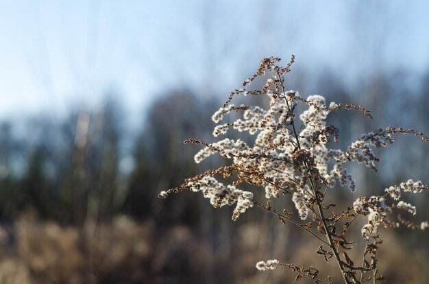 Winterlandschap. Droog gras Guldenroede tegen de achtergrond van een heldere winterblauwe hemel. Zachte selectieve focus