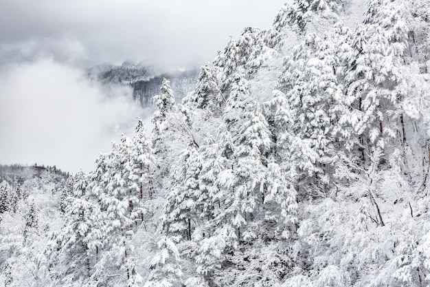 Winterlandschap het meest froest