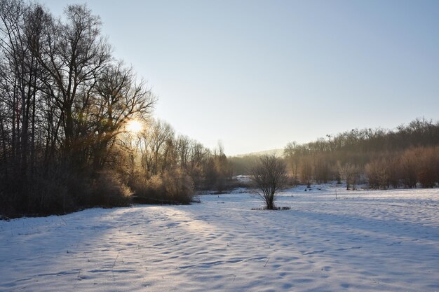 Winterlandschap ijzige bomen Natuur met sneeuw Mooie seizoensgebonden natuurlijke achtergrond