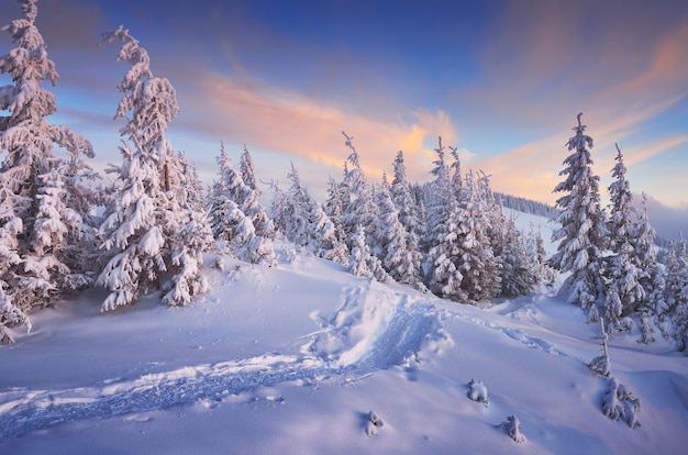 Winterlandschap in het bergwoud