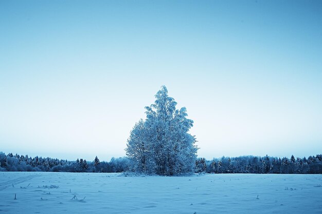 winterlandschap in het bos / sneeuwweer in januari, prachtig landschap in het besneeuwde bos, een reis naar het noorden