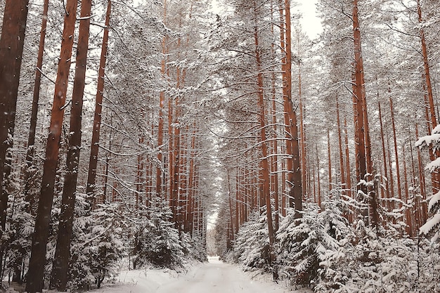 winterlandschap in het bos / sneeuwweer in januari, prachtig landschap in het besneeuwde bos, een reis naar het noorden