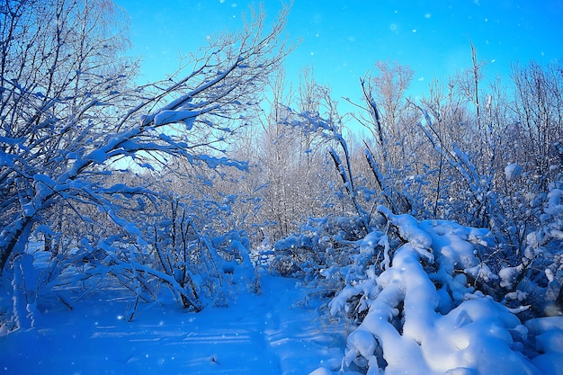 winterlandschap in het bos / sneeuwweer in januari, prachtig landschap in het besneeuwde bos, een reis naar het noorden