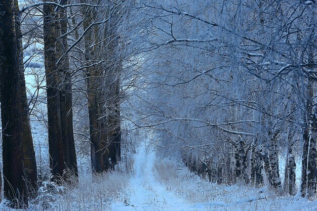 winterlandschap in het bos / sneeuwweer in januari, prachtig landschap in het besneeuwde bos, een reis naar het noorden