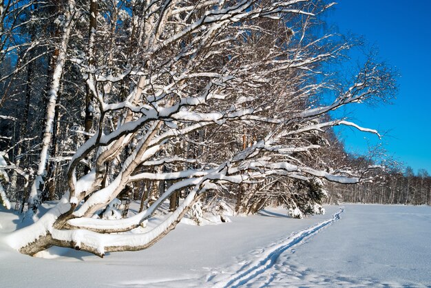 Winterlandschap in het met sneeuw bedekte bos en skiën