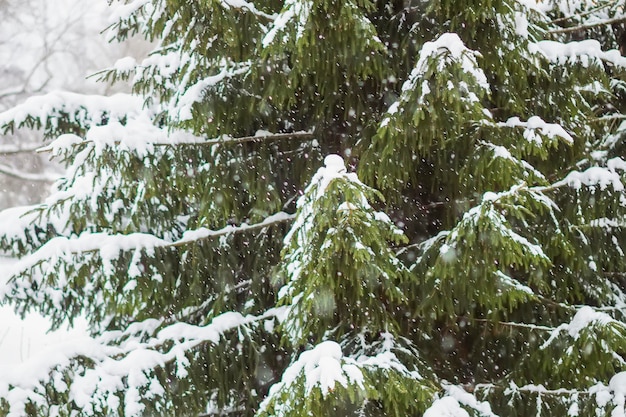 Winterlandschap in stadspark