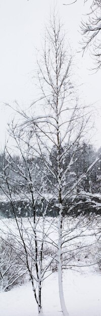 Winterlandschap Kerst en Nieuwjaar Dunne berkentjes gehuld in witte sneeuw