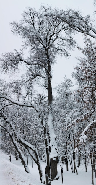 Winterlandschap Kerst en Nieuwjaar Prachtige bomen gehuld in witte sneeuw rust en slaap