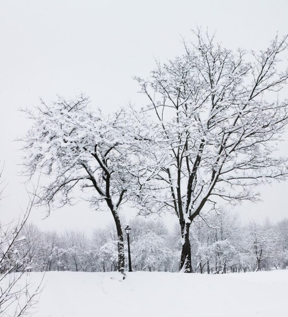 Winterlandschap Kerst en Nieuwjaar Twee grote bomen gehuld in sneeuw