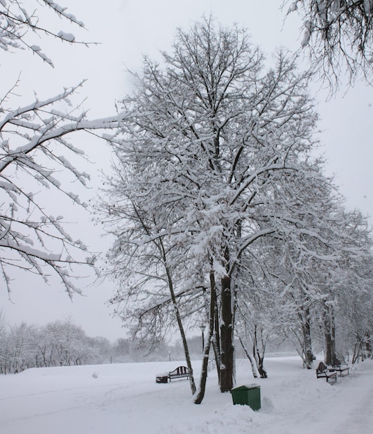 Winterlandschap Kerstmis en Nieuwjaar Een grote boom is bedekt met sneeuw