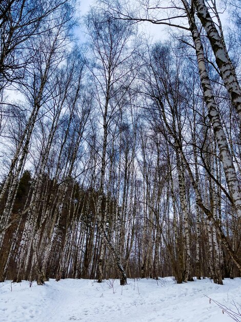 Winterlandschap met besneeuwde berkenbomen in het park