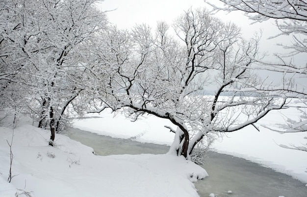 Winterlandschap met besneeuwde bomen aan de rand van de rivier die onder ijs loopt op een sombere winterdag