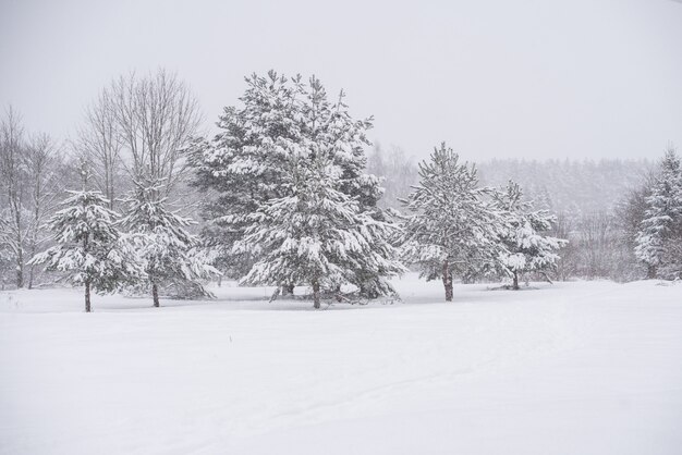 Winterlandschap met besneeuwde bomen en sneeuwvlokken. Kerst concept