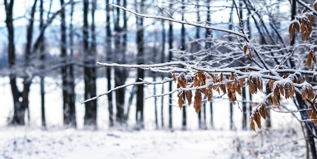 Winterlandschap met besneeuwde bomen in het bos bij de rivier