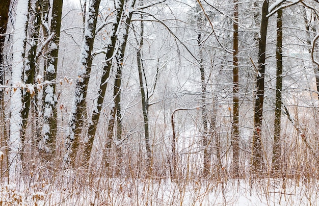 Winterlandschap met besneeuwde bomen in het forest_