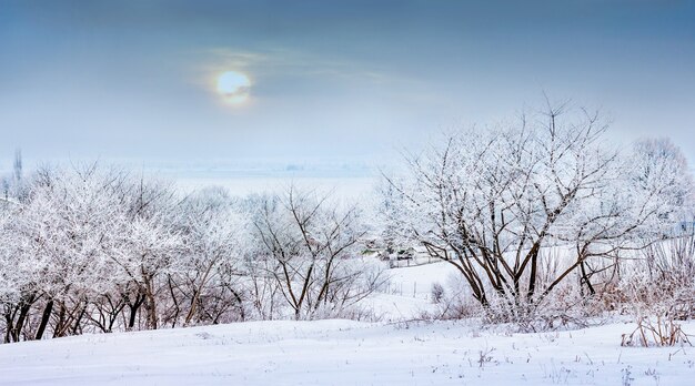 Winterlandschap met besneeuwde bomen voor sunset_