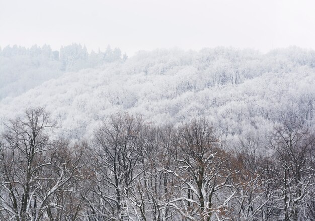 Foto winterlandschap met besneeuwde bomen