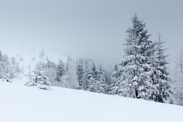 Winterlandschap met besneeuwde dennenbomen