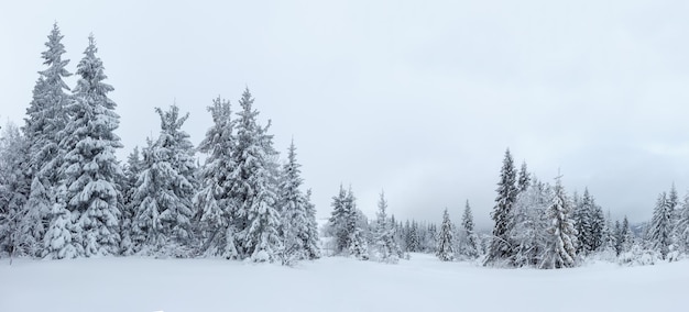 Winterlandschap met besneeuwde dennenbomen