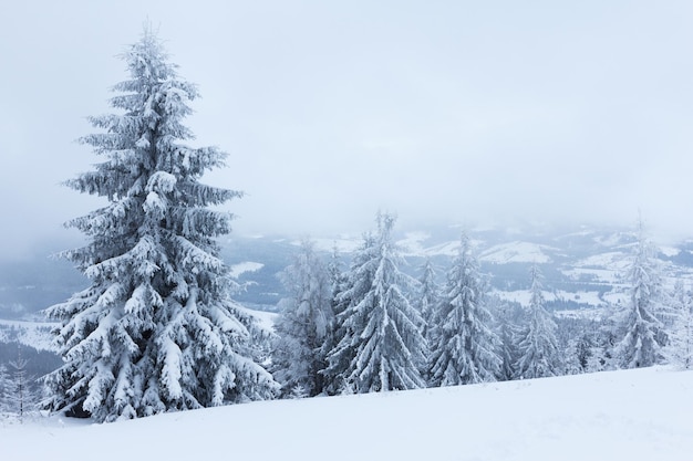 Winterlandschap met besneeuwde dennenbomen