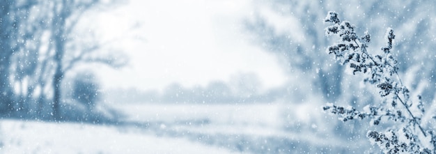 Winterlandschap met besneeuwde planten, veld en bos in de verte tijdens een sneeuwval