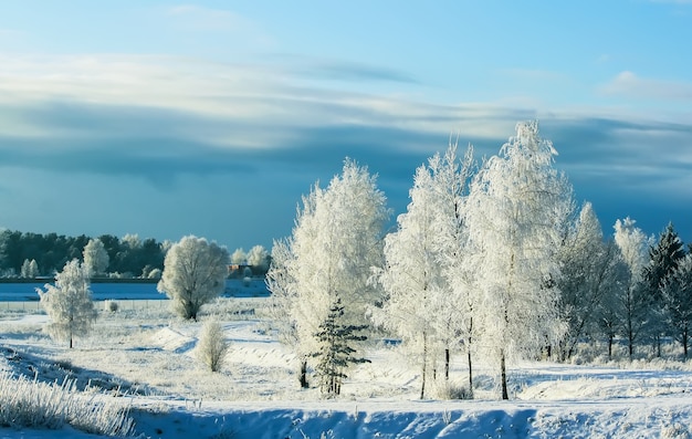 Winterlandschap met bomen bedekt met rijp