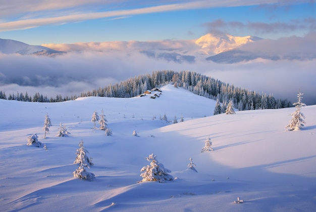 Winterlandschap met bomen bedekt met sneeuw