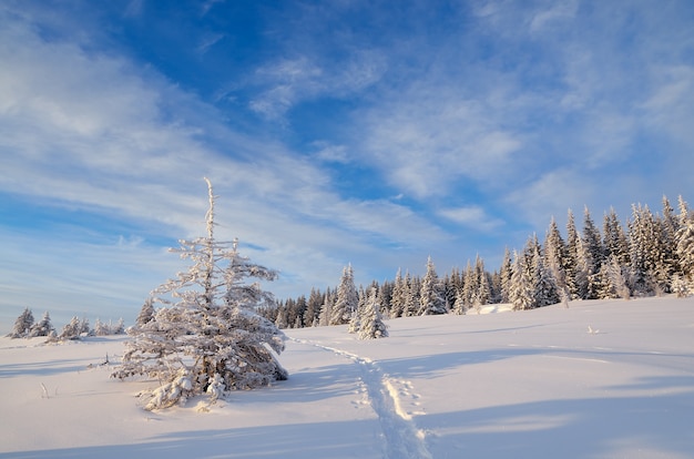 Winterlandschap met bomen bedekt met sneeuw