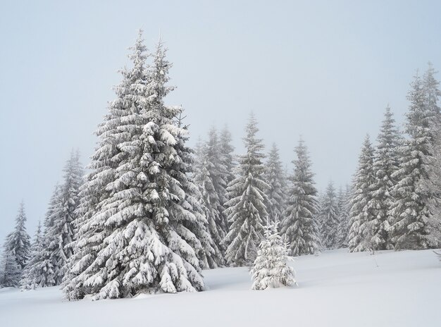 Winterlandschap met bomen bedekt met sneeuw