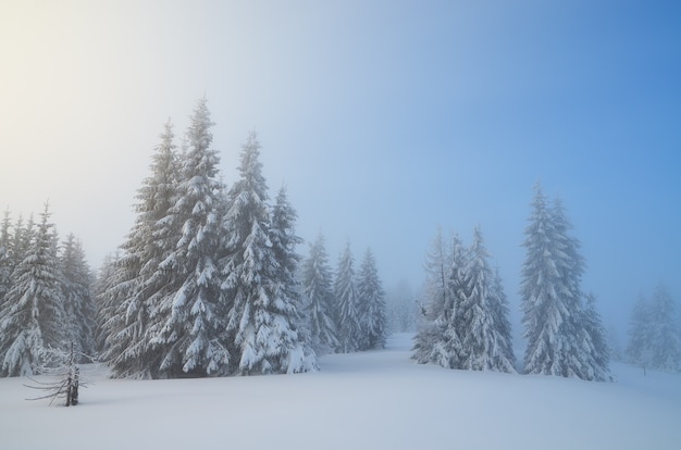 Winterlandschap met bomen bedekt met sneeuw