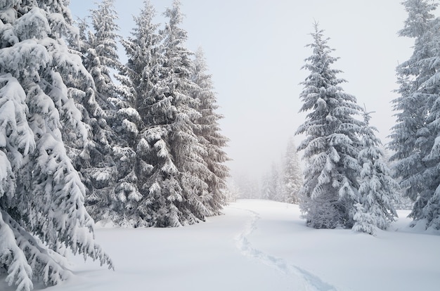 Winterlandschap met bomen bedekt met sneeuw