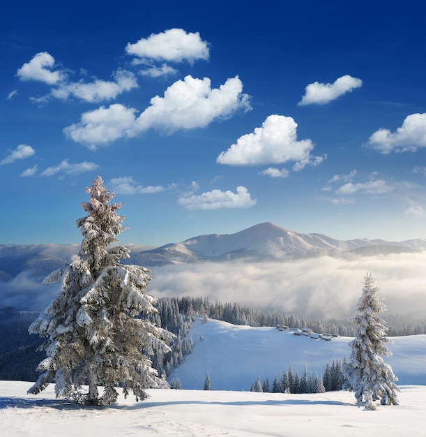 Winterlandschap met bomen bedekt met sneeuw