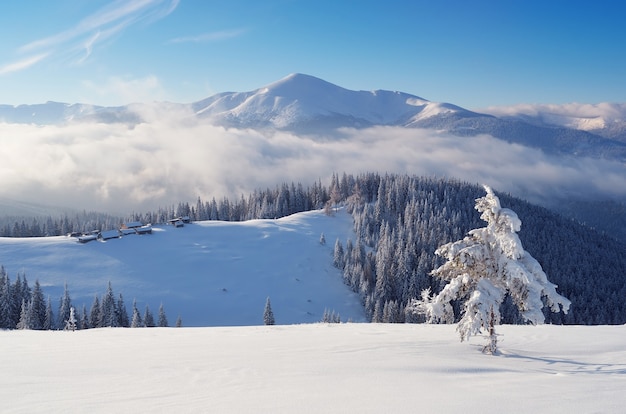 Winterlandschap met bomen bedekt met sneeuw