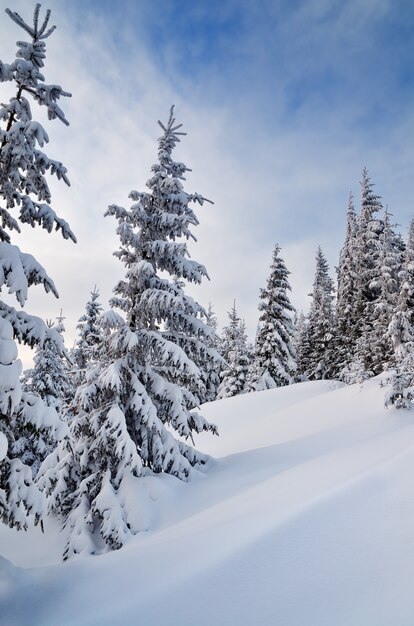 Winterlandschap met bomen bedekt met sneeuw