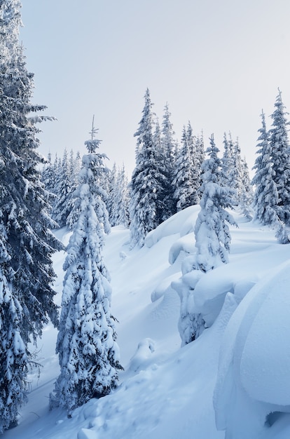 Winterlandschap met bomen bedekt met sneeuw