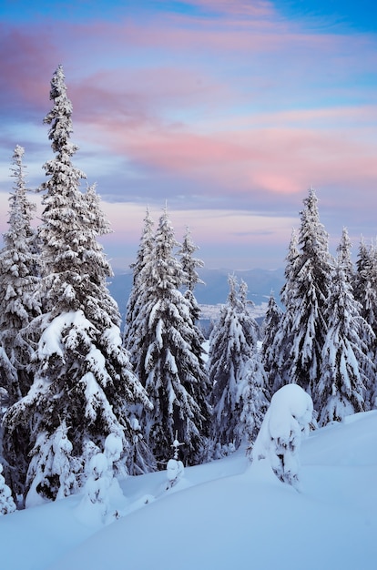 Winterlandschap met bomen bedekt met sneeuw